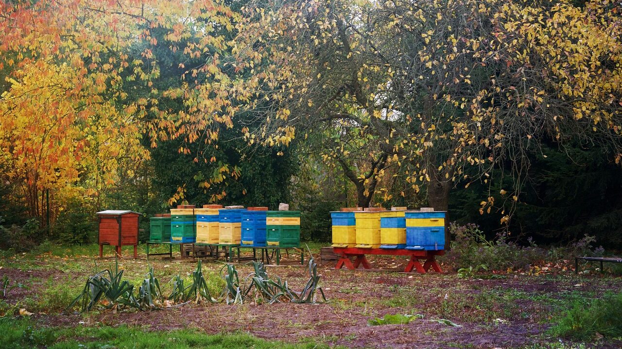 Préparez Vos Abeilles pour l'Automne