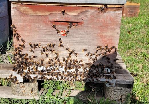 Attaque de frelon sur un rucher